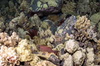Pristiapogon taeniopterus (Bandfin Cardinalfish)