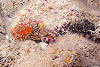 Stenopus hispidus (Banded Coral Shrimp)