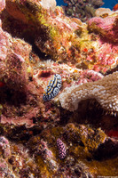 Phyllidiella pustulosa (Pustulose Phyllidia)