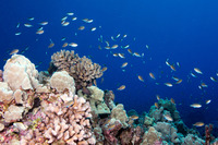 Chromis vanderbilti (Blackfin Chromis)