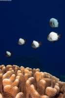 Dascyllus albisella (Hawaiian Dascyllus)