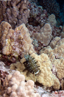 Novaculichthys taeniourus (Rockmover Wrasse)