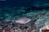 Scarus psittacus (Palenose Parrotfish)