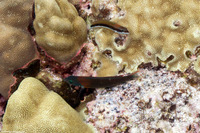 Thalassoma duperrey (Saddle Wrasse)