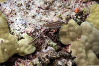 Stethojulis balteata (Belted Wrasse)