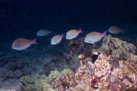 Acanthurus nigrofuscus (Brown Surgeonfish)
