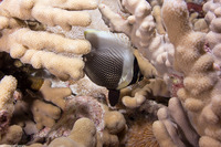 Chaetodon reticulatus (Reticulated Butterflyfish)