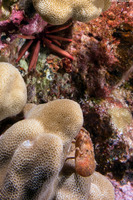 Biarctus vitiensis (Fiji Locust Lobster)