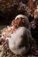 Calcinus laurentae (Laurent's Hermit Crab)