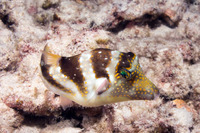 Canthigaster coronata (Crowned Toby)