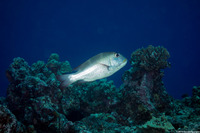 Monotaxis grandoculis (Humpnose Bigeye Bream)