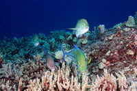 Caranx melampygus (Bluefin Trevally)