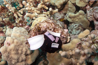 Tripneustes gratilla (Collector Urchin)