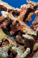 Gymnothorax meleagris (Whitemouth Moray)