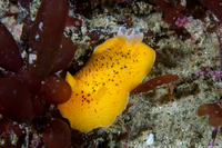 Peltodoris nobilis (Sea Lemon)