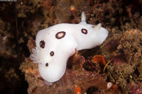 Diaulula sandiegensis (San Diego Dorid)