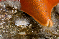 Diadumene leucolena (Ghost Anemone)