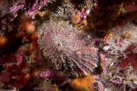 Diodora aspera (Keyhole Limpet)