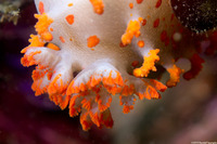 Triopha catalinae (Catalina Triopha)