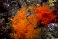 Cucumaria miniata (Orange Sea Cucumber)