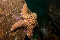 Pisaster giganteus (Giant Spined Star)