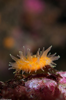 Balanophyllia elegans (Orange Cup Coral)