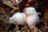 Doris odhneri (White Knight Dorid)