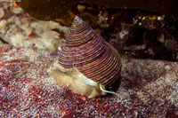 Calliostoma canaliculatum (Channeled Top Snail)