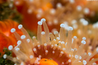 Corynactis californica (Club-Tipped Anemone)