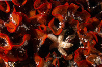 Pisaster ochraceus (Ochre Star)