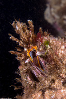 Balanus nubilus (Giant Acorn Barnacle)