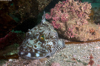Ophiodon elongatus (Lingcod)