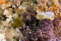 Polycera atra (Black Dorid)