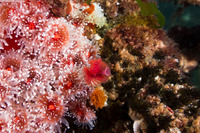 Dodecaceria pacifica (Colonial Tube Worm)