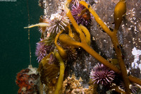 Strongylocentrotus purpuratus (Purple Sea Urchin)