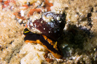 Tegula brunnea (Brown Turban Snail)