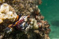 Tegula brunnea (Brown Turban Snail)