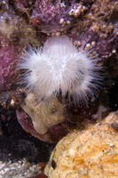 Metridium senile (Plumose Anemone)