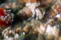 Balanus crenatus (Acorn Barnacle)