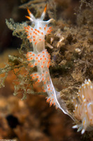 Coryphella trilineata (Three-Lined Aeolid)