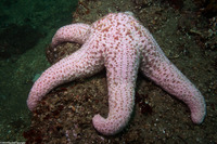 Pisaster brevispinus (Short-Spined Sea Star)