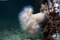 Metridium senile (Plumose Anemone)