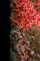 Corynactis californica (Club-Tipped Anemone)