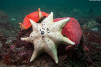 Patiria miniata (Bat Star)
