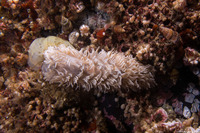 Aeolidia loui (Shag-Rug Aeolid)