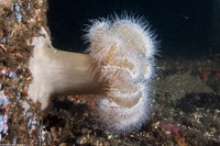 Metridium senile (Plumose Anemone)