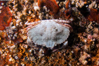 Cancer productus (Red Rock Crab)