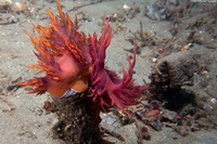 Dendronotus iris (Rainbow Dendronotus)