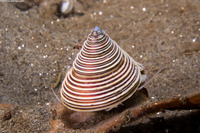 Calliostoma canaliculatum (Channeled Top Snail)
