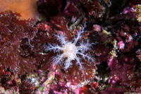 Pseudocnus lubricus (Fisher's Sea Cucumber)